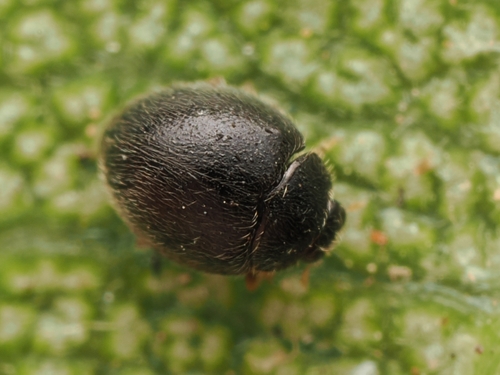 Stethorus pusillus