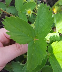 Fragaria × ananassa