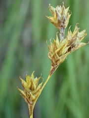 Carex tenera