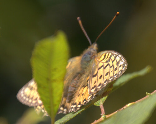Dark Green Fritillary
