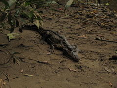 Caiman crocodilus fuscus