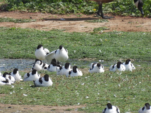 iNaturalist image