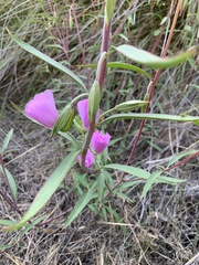 Clarkia gracilis