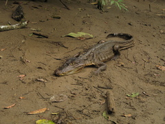 Caiman crocodilus fuscus