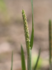 Alopecurus carolinianus