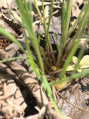 Alopecurus carolinianus