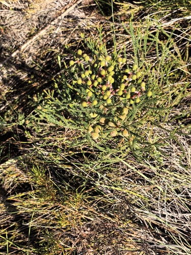 Berzelia intermedia, photograph 4