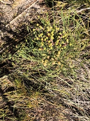 author not stated, no rights reserved Berzelia intermedia, photograph author not stated, no rights reserved