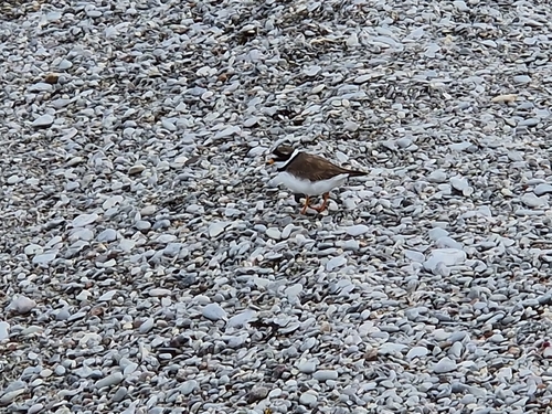 iNaturalist image