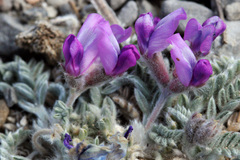 Oxytropis oreophila