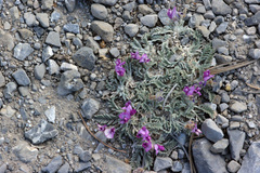 Oxytropis oreophila