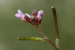 Boechera depauperata