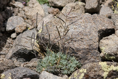 Boechera depauperata