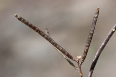 Boechera depauperata