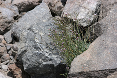 Boechera depauperata