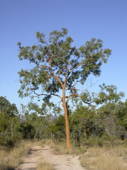 Corymbia leichhardtii