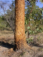 Corymbia leichhardtii