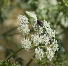 Helophilus hochstetteri