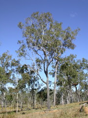 Eucalyptus granitica