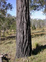 Eucalyptus granitica