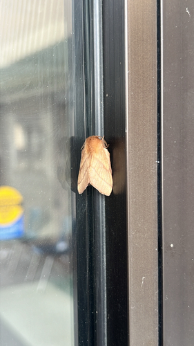 Forest Tent Caterpillar Moth