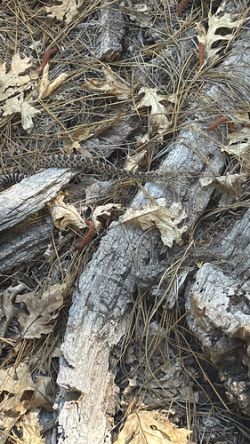 iNaturalist observation photo of Northern Pacific Rattlesnake