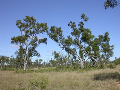 Eucalyptus brownii