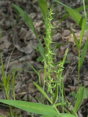 Alopecurus carolinianus