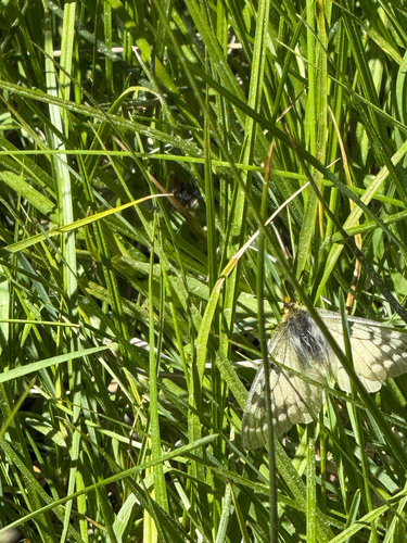iNaturalist observation photo of Clodius Parnassian
