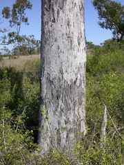 Eucalyptus brownii