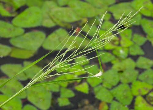 雙稃草