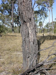 Eucalyptus quadricostata