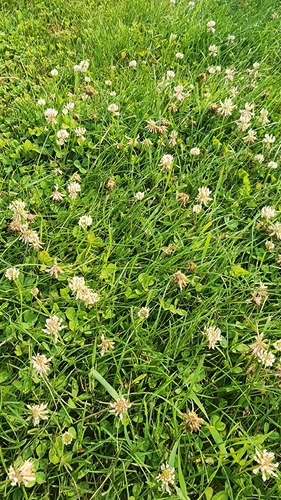 white clover