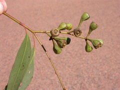 Eucalyptus quadricostata