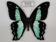 Papilio sosia pulchra