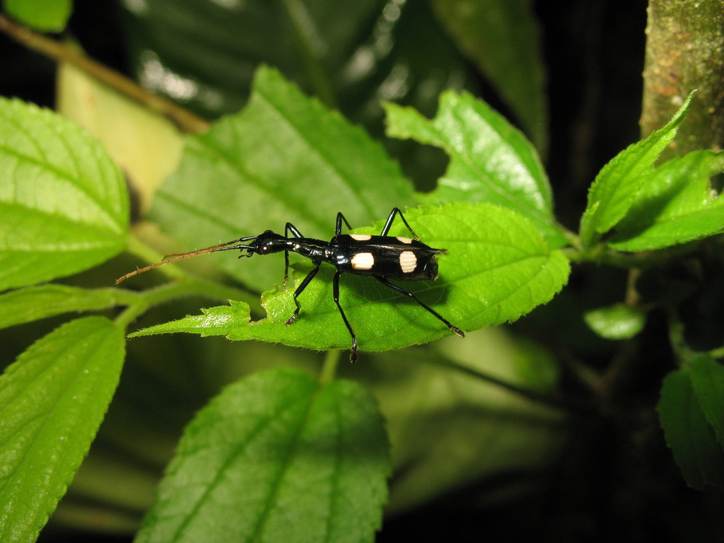 Calophaenina