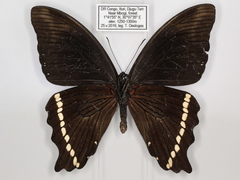 Papilio sosia pulchra