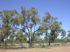 Eucalyptus whitei