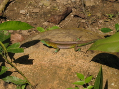 Cnemidophorus lemniscatus