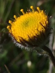Erigeron supplex