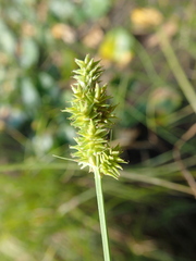 Carex bebbii
