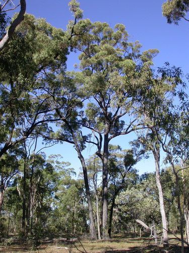 Fine-leaved Ironbark (Eucalyptus exilipes)
