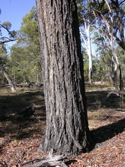 Eucalyptus exilipes