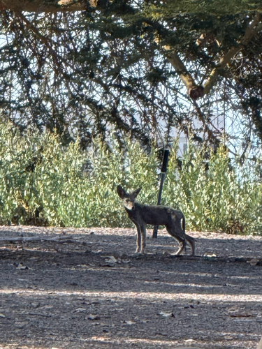 iNaturalist observation photo of Coyote