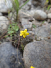 Ranunculus flammula ovalis