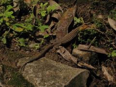 Cnemidophorus lemniscatus