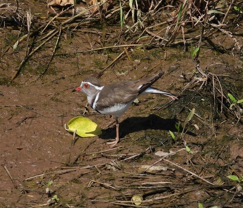 iNaturalist image