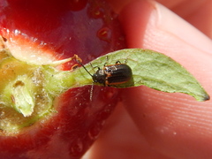 Microtheca ochroloma