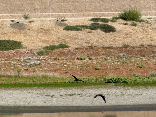 iNaturalist observation photo of White-faced Ibis