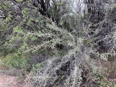 Sarcomphalus obtusifolius canescens